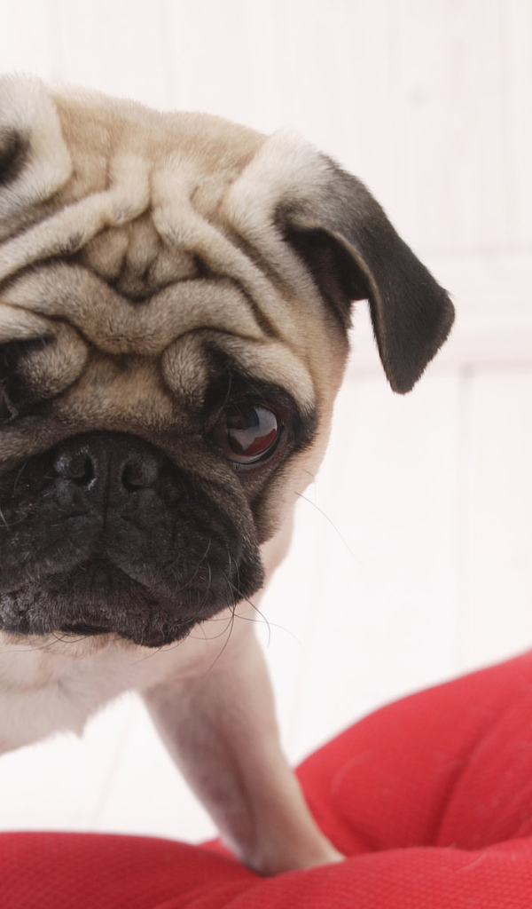 Взгляд собаки