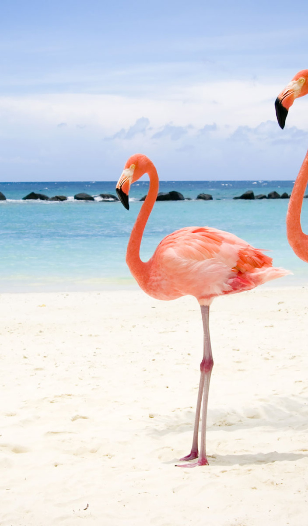 Фламинго на пляже