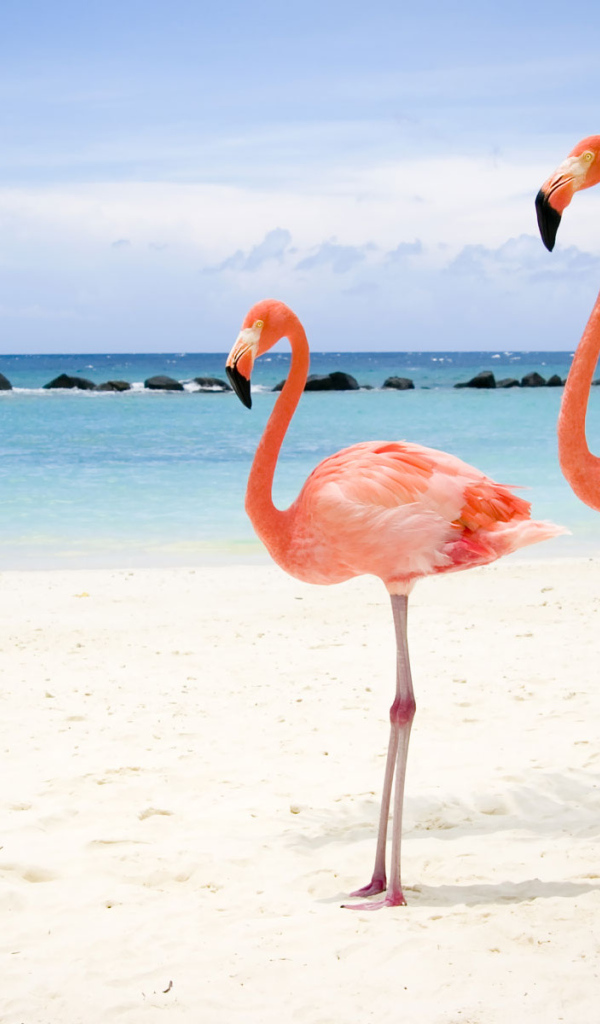 Фламинго на пляже