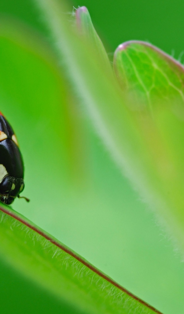 Божья коровка