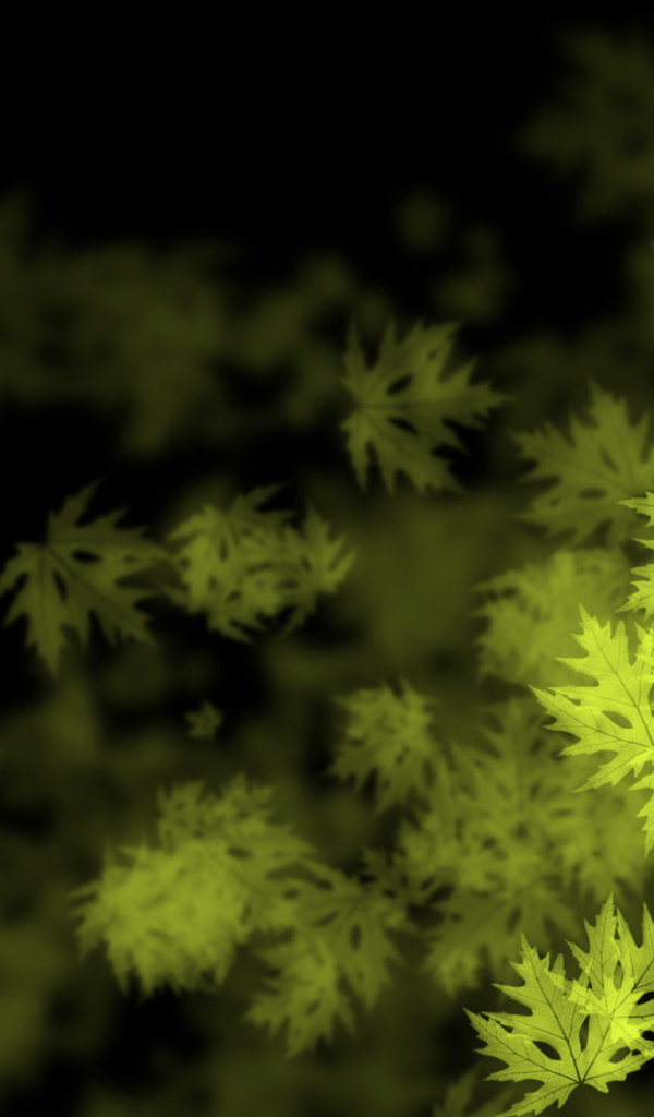 Кленовые листья