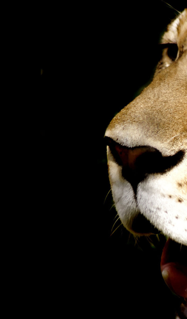 Морда леопарда