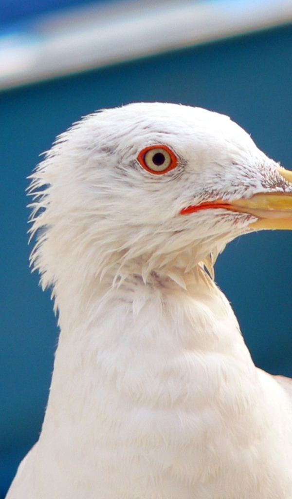 Чайка в Венеции