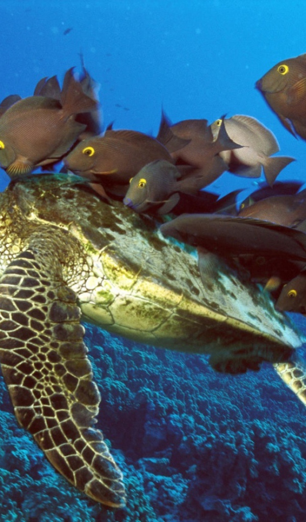 Черепаха с компанией рыб