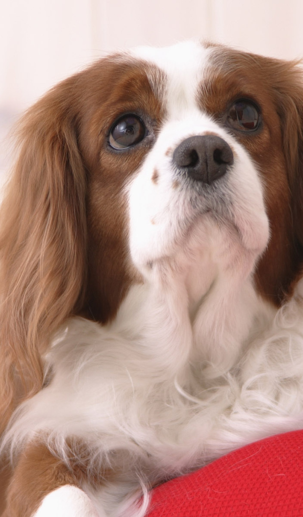 Пробуждение