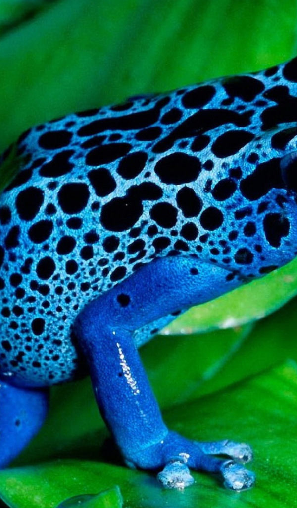 Голубая лягушка