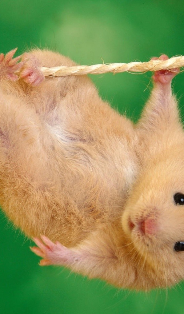 Где зависают хомяки