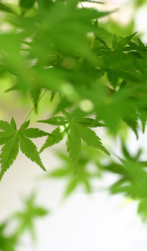 Зеленая листва