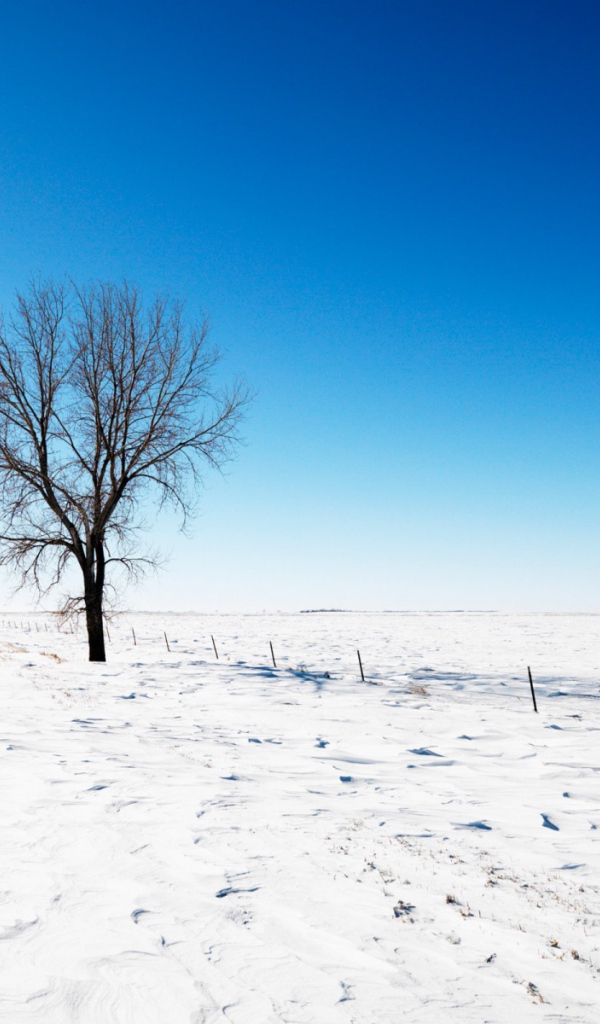 Одинокое придорожное дерево