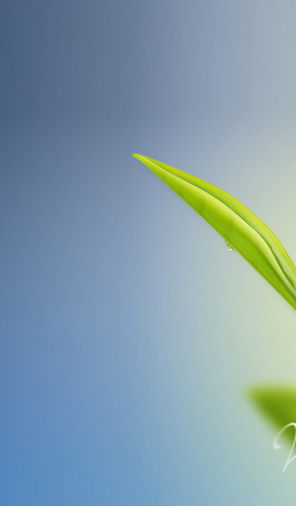 Божья коровка