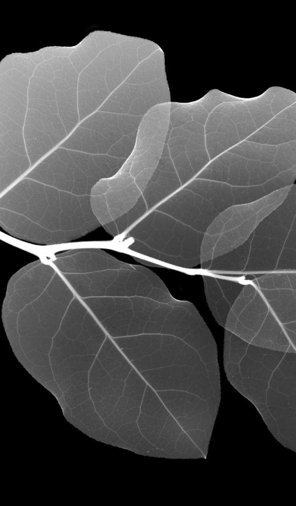 Рентген Листа