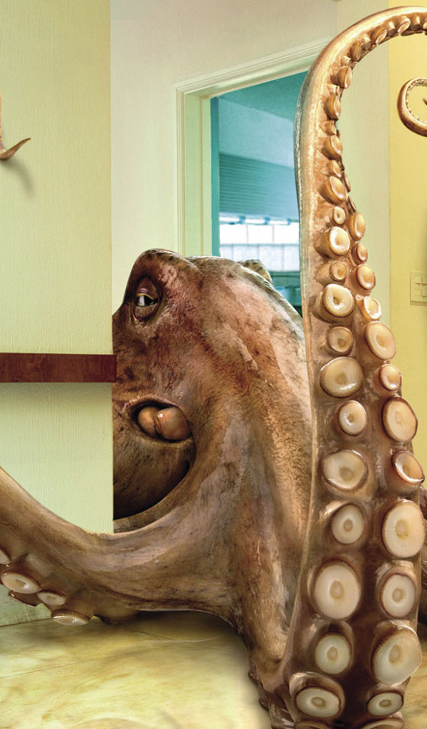 Домашний осминог