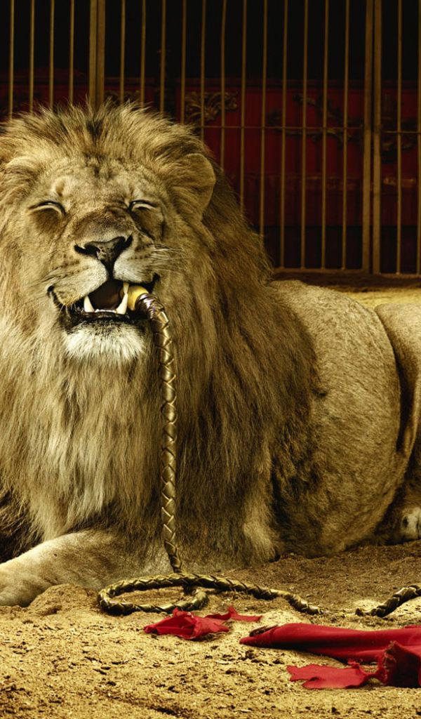 Плохой дрессировщик