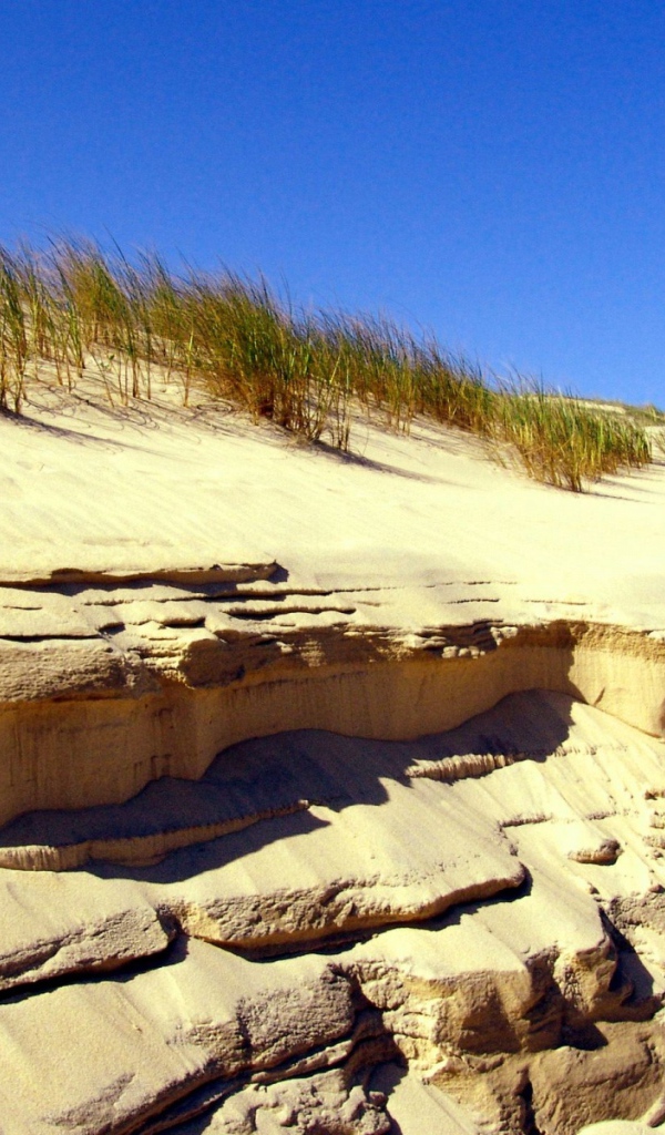 Береговые дюны