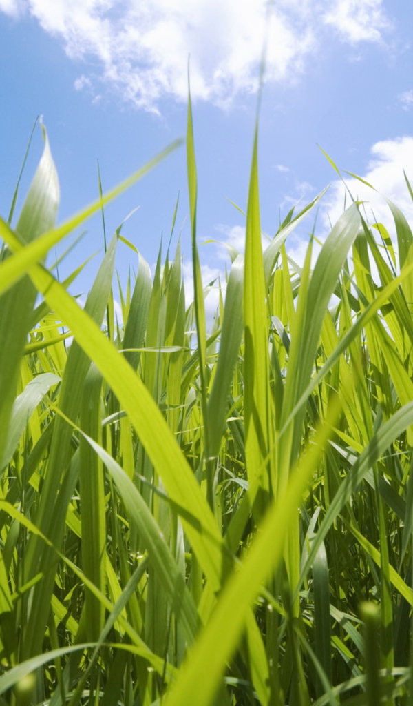 Кукурузные поля