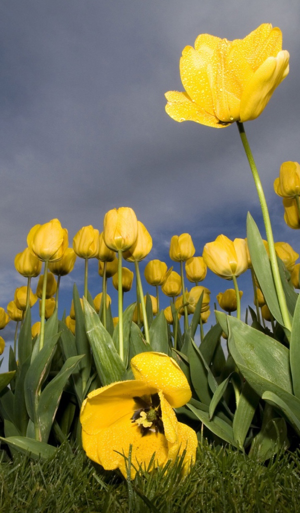 Против Солнца