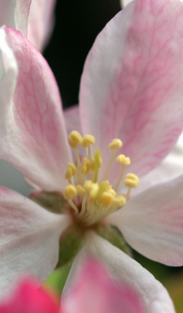 Пучок яблока