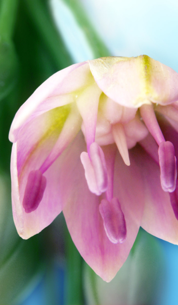 Искусство, Цветы