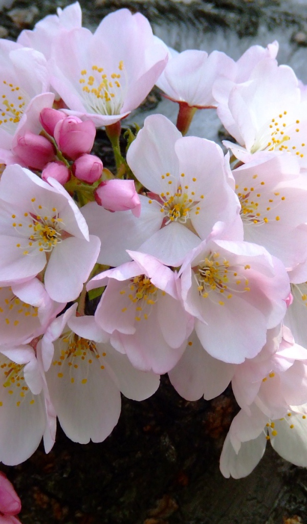 Цветущий букет