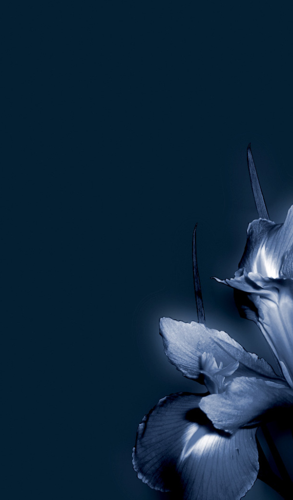 Синие цветок