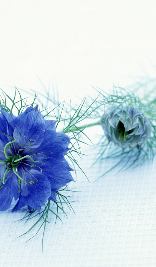 Синий цветок, Цветы