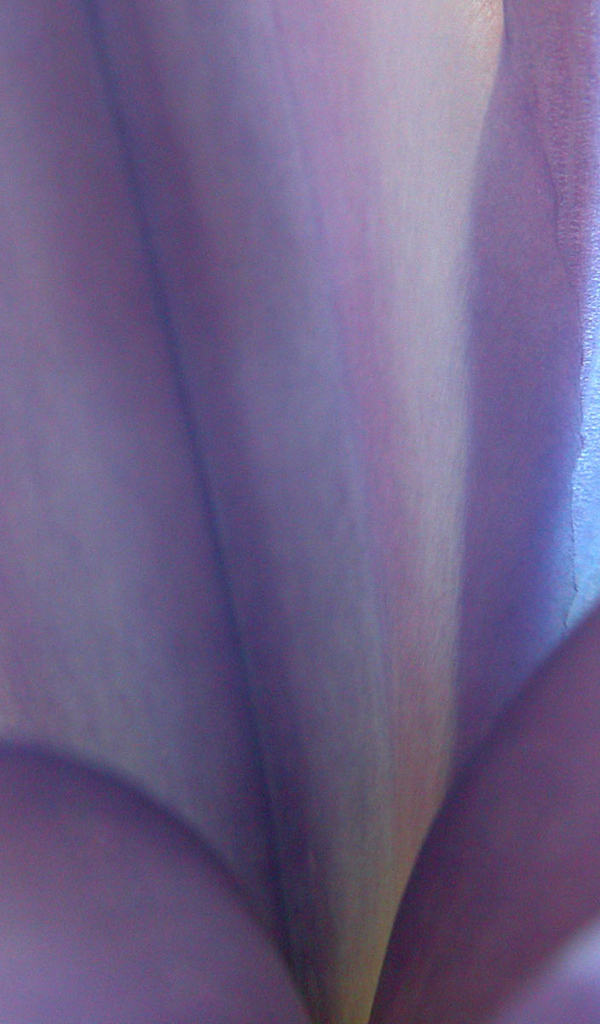 Синие цветы