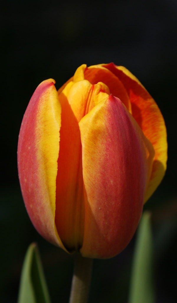 Зародыши, Цветы