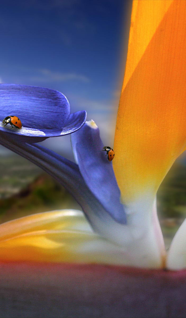 Жучки на цветах