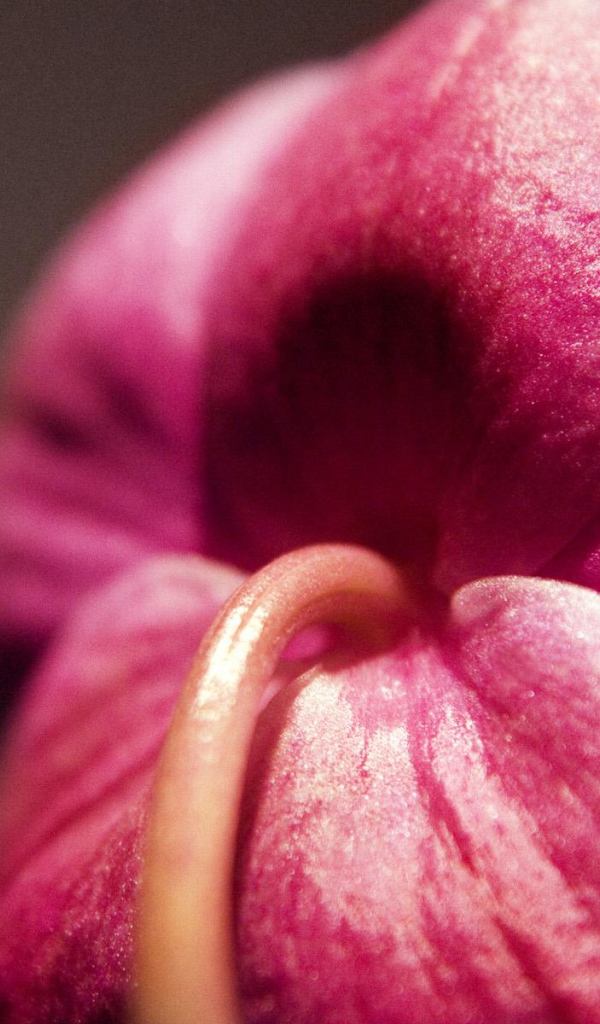 Орхидея Christines, Цветы