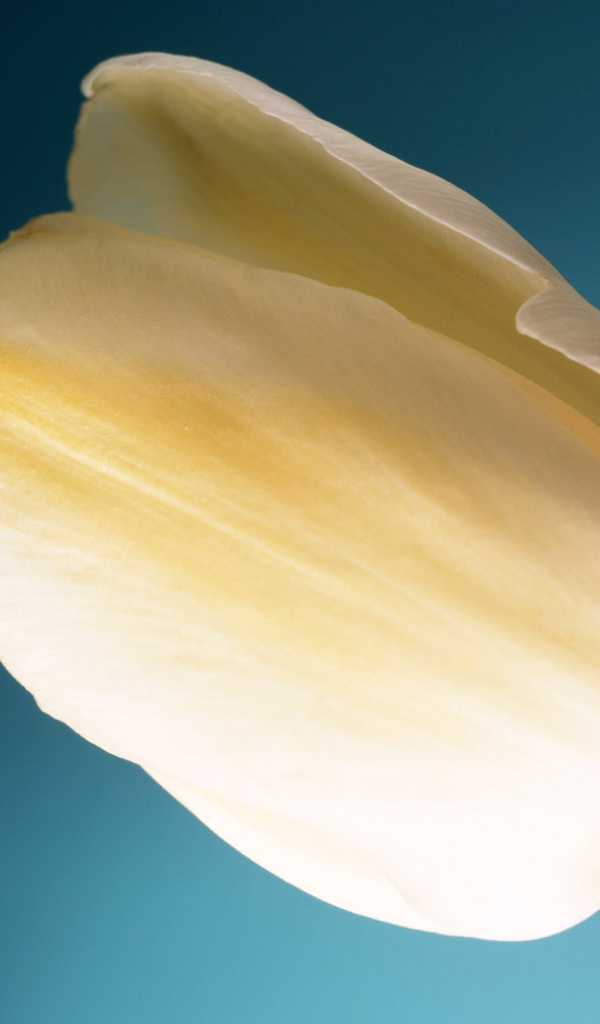 Тюльпан Сливок, Цветы