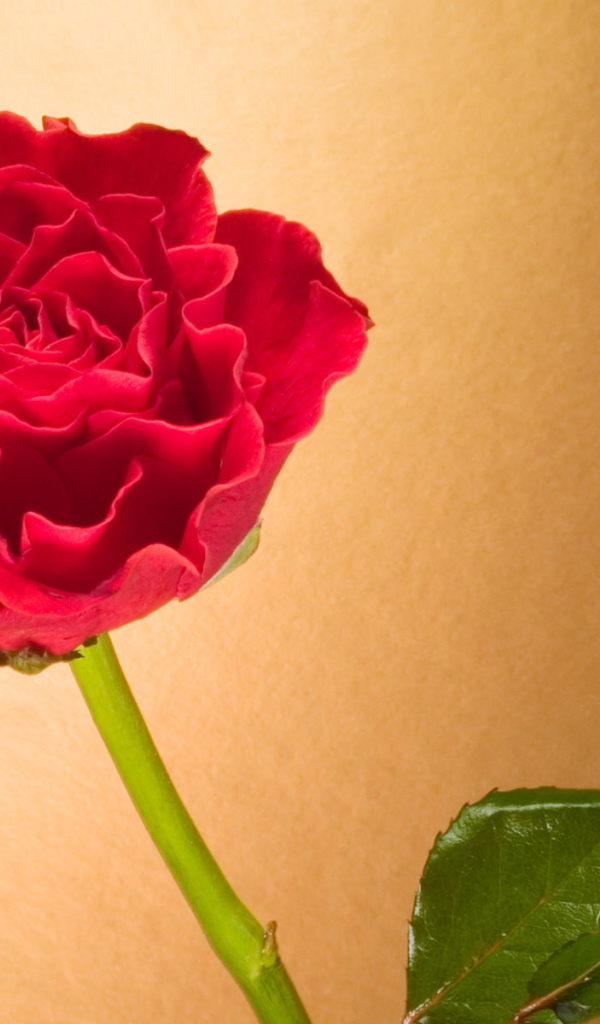 Вьющаяся Красная роза, Цветы