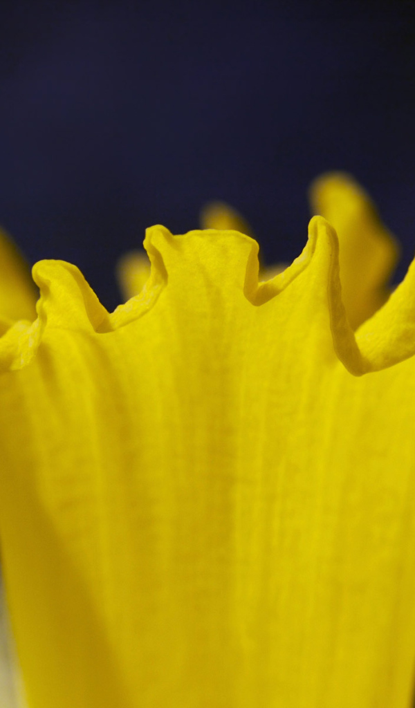 Труба Нарцисса, Цветы