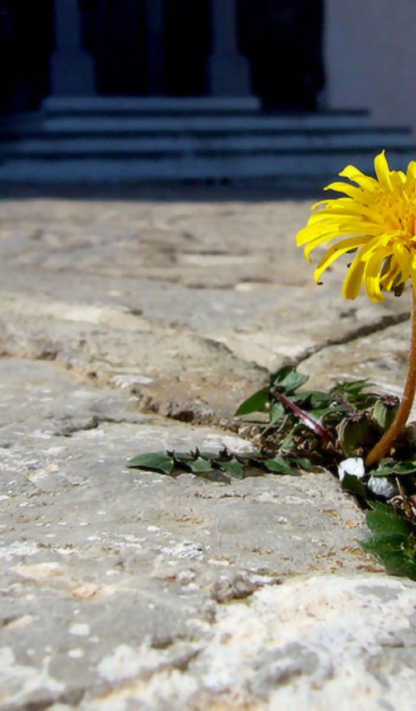 Трудное цветение, Цветы