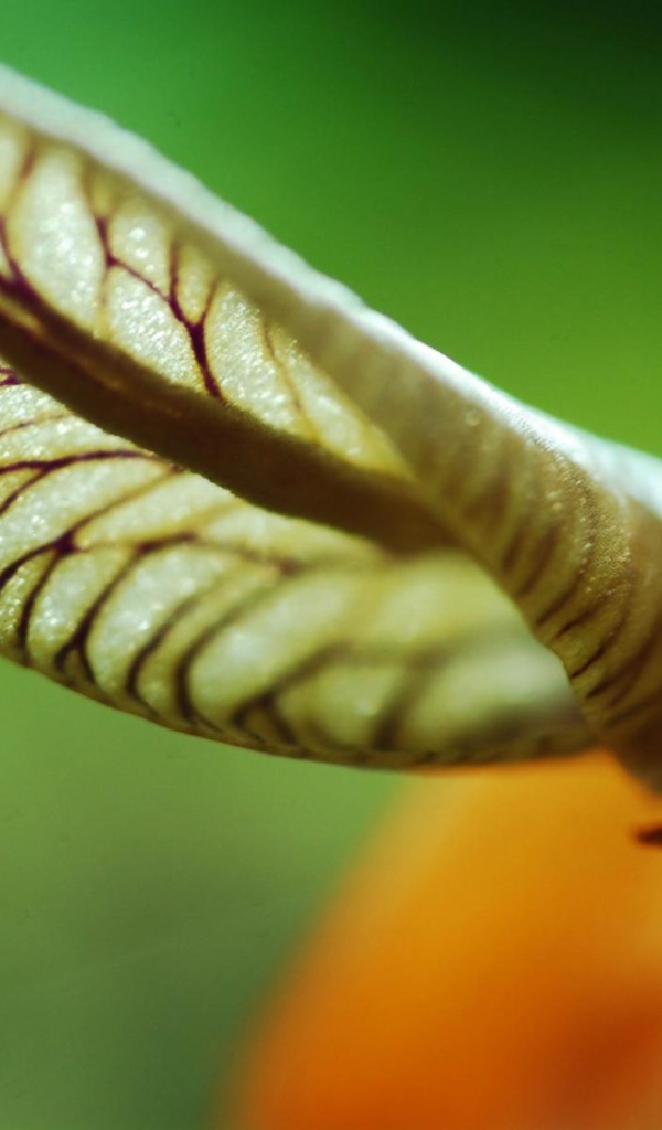 Лист уха, Цветы