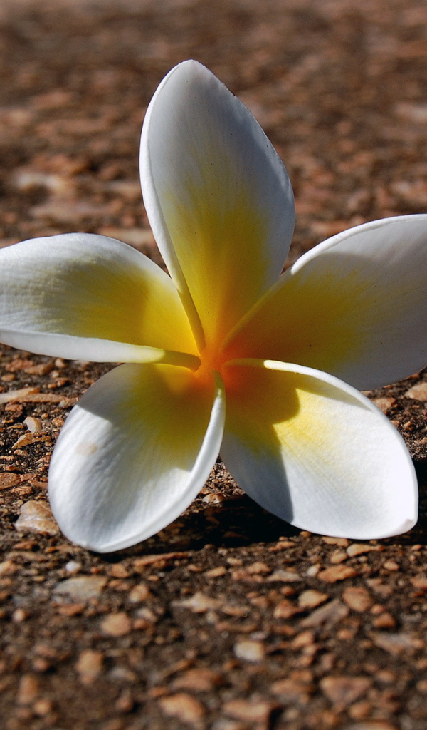 Ложащийся цветок, Цветы