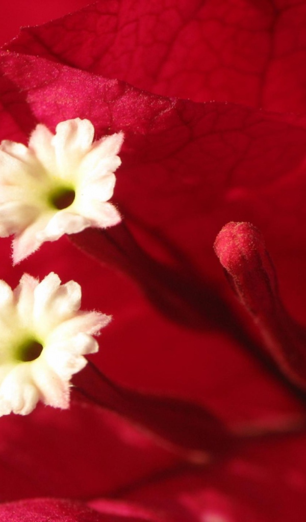 Эмоции Цветов, Цветы