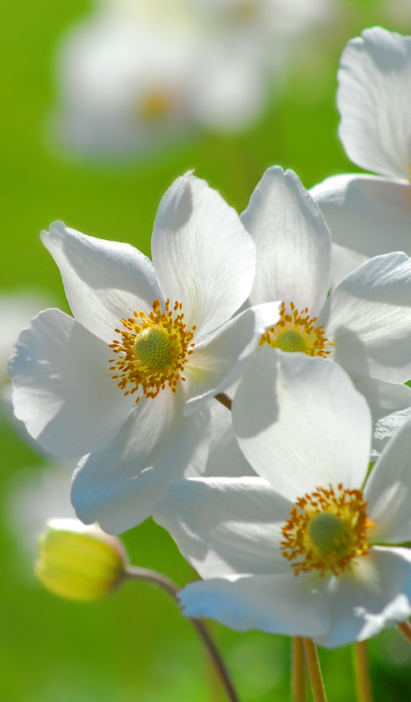 Цветы на траве, Цветах