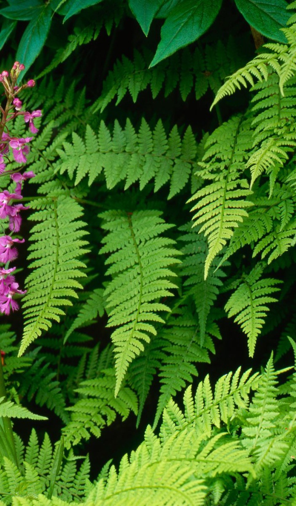 Орхидея Fringed, Цветы