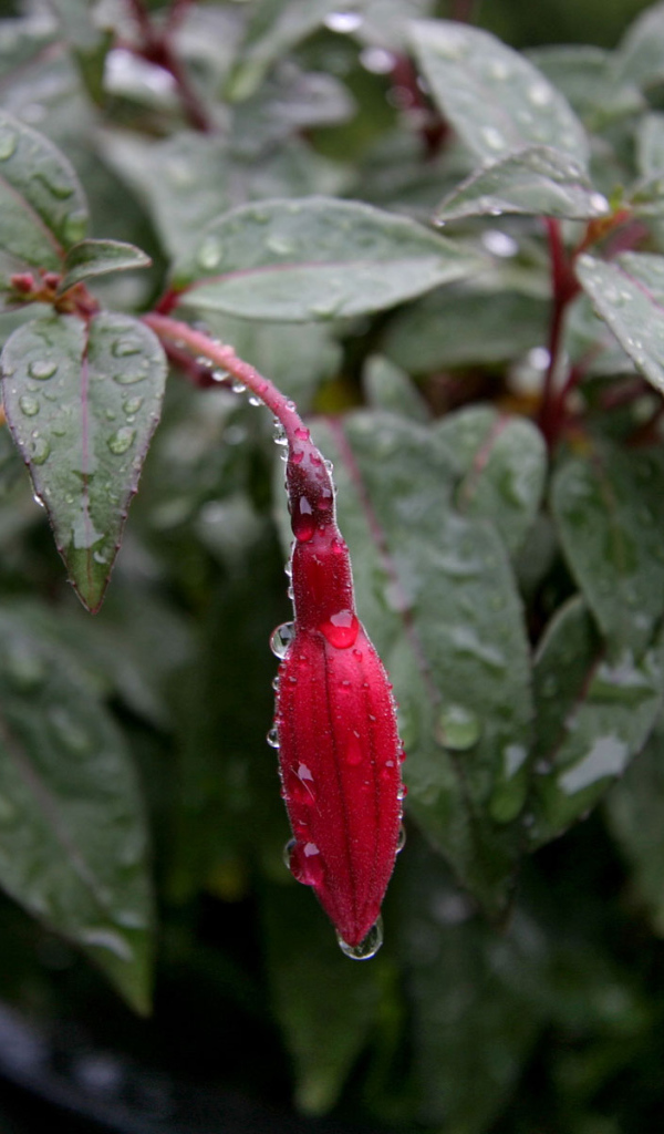 Fusia после дождя, Цветов