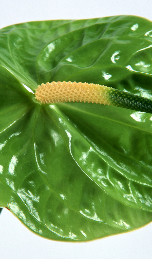 Зеленый Anturium, Цветы