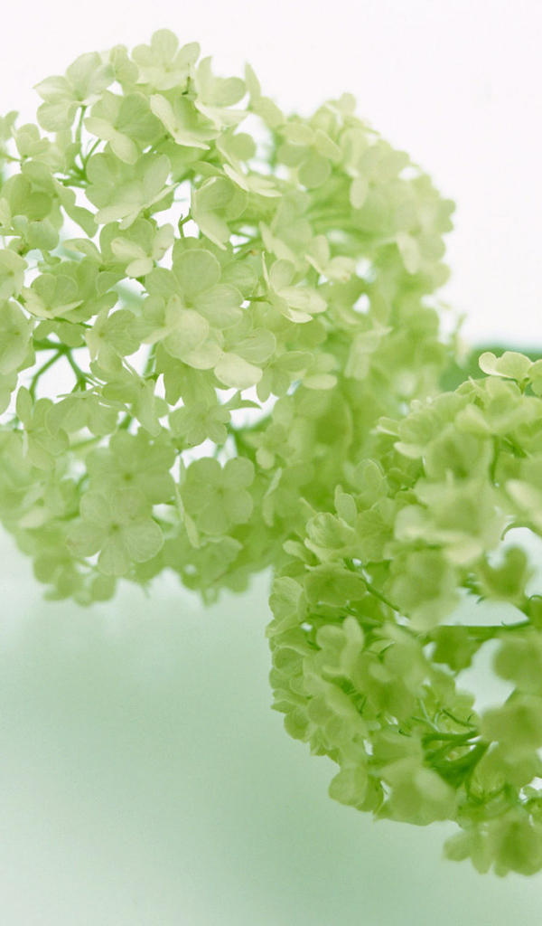 Зеленый, Цветы