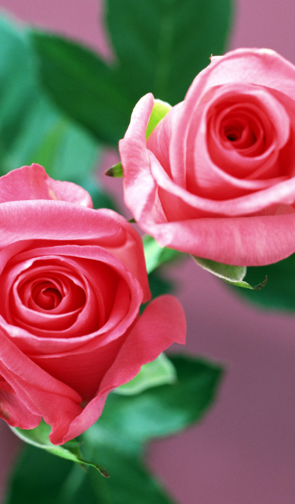 Домашние розы