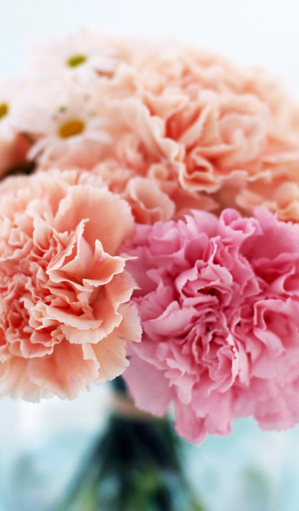 Домашний букет, Цветы