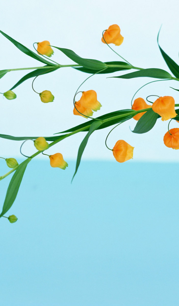 Домашние цветы