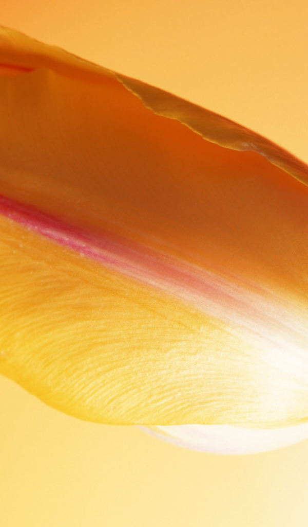 Горячий тюльпан, Цветы