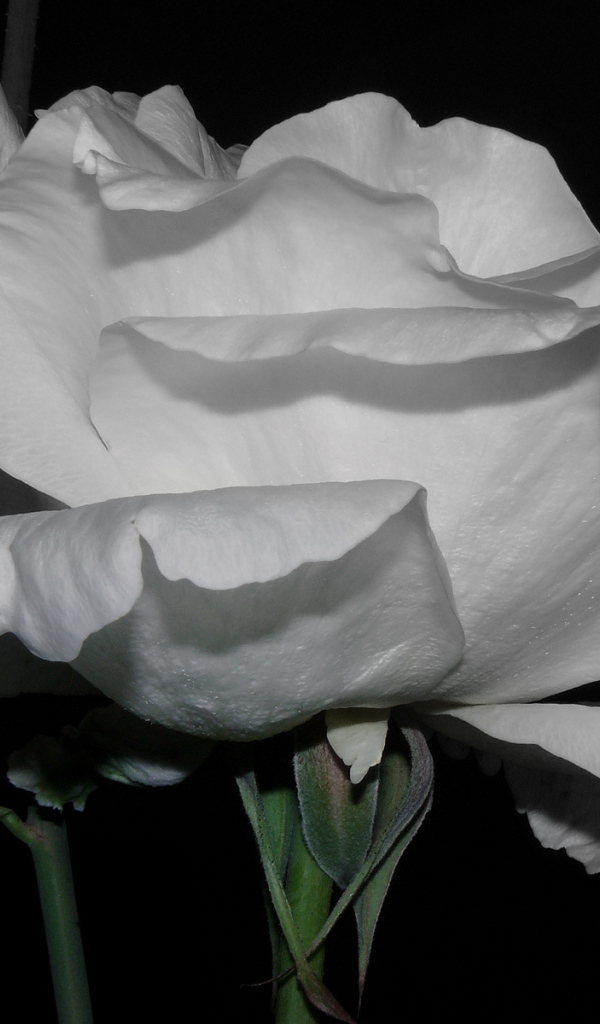 Холодная роза