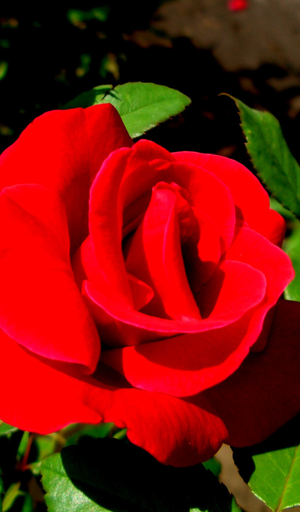 Роза - цветы