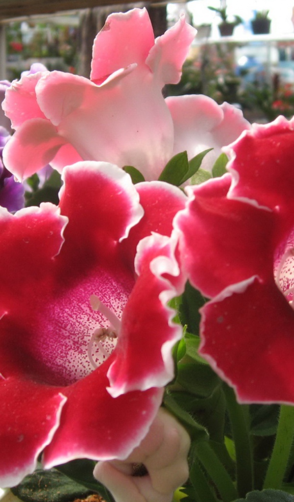 Розы Японии, Цветы