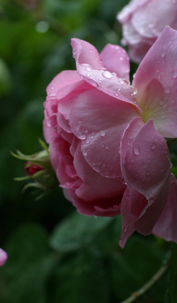 Розы леопарда, Цветы