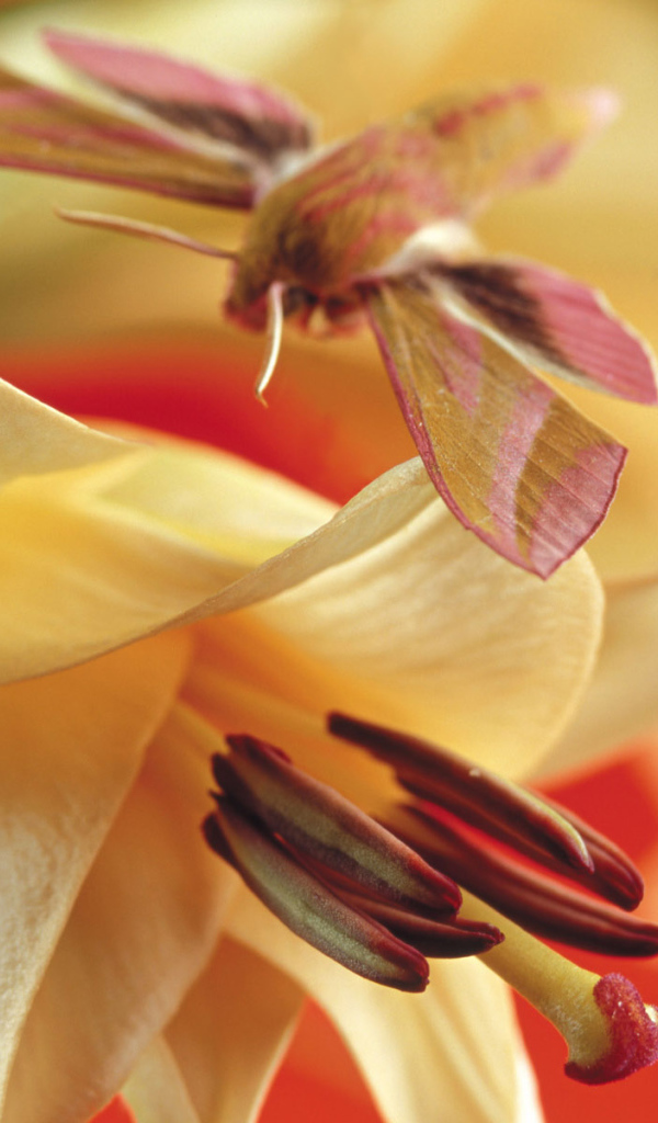 Лилия, Цветы